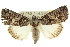  ( - 10ANIC-06360)  @15 [ ] CreativeCommons - Attribution (2010) CBG Photography Group Centre for Biodiversity Genomics