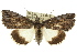  (Prorocopis sp. ANIC2 - 10ANIC-06361)  @15 [ ] CreativeCommons - Attribution (2010) CBG Photography Group Centre for Biodiversity Genomics