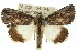  ( - 10ANIC-06362)  @15 [ ] CreativeCommons - Attribution (2010) CBG Photography Group Centre for Biodiversity Genomics