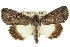  ( - 10ANIC-06363)  @15 [ ] CreativeCommons - Attribution (2010) CBG Photography Group Centre for Biodiversity Genomics