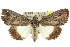  (Prorocopis sp. ANIC12 - 10ANIC-06364)  @15 [ ] CreativeCommons - Attribution (2010) CBG Photography Group Centre for Biodiversity Genomics