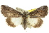  ( - 10ANIC-06365)  @15 [ ] CreativeCommons - Attribution (2010) CBG Photography Group Centre for Biodiversity Genomics