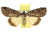  (Prorocopis euxantha - 10ANIC-06371)  @15 [ ] CreativeCommons - Attribution (2010) CBG Photography Group Centre for Biodiversity Genomics