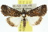  ( - 10ANIC-06374)  @15 [ ] CreativeCommons - Attribution (2010) CBG Photography Group Centre for Biodiversity Genomics