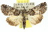  ( - 10ANIC-06375)  @15 [ ] CreativeCommons - Attribution (2010) CBG Photography Group Centre for Biodiversity Genomics