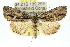 (Prorocopis sp. ANIC14 - 10ANIC-06380)  @15 [ ] CreativeCommons - Attribution (2010) CBG Photography Group Centre for Biodiversity Genomics