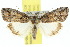  ( - 10ANIC-06382)  @15 [ ] CreativeCommons - Attribution (2010) CBG Photography Group Centre for Biodiversity Genomics