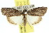  ( - 10ANIC-06386)  @15 [ ] CreativeCommons - Attribution (2010) CBG Photography Group Centre for Biodiversity Genomics