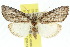  ( - 10ANIC-06388)  @13 [ ] CreativeCommons - Attribution (2010) CBG Photography Group Centre for Biodiversity Genomics