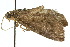  ( - 10ANIC-06389)  @14 [ ] CreativeCommons - Attribution (2010) CBG Photography Group Centre for Biodiversity Genomics