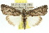  ( - 10ANIC-06390)  @15 [ ] CreativeCommons - Attribution (2010) CBG Photography Group Centre for Biodiversity Genomics