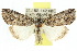  ( - 10ANIC-06391)  @15 [ ] CreativeCommons - Attribution (2010) CBG Photography Group Centre for Biodiversity Genomics