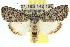  (Prorocopis stenota - 10ANIC-06394)  @15 [ ] CreativeCommons - Attribution (2010) CBG Photography Group Centre for Biodiversity Genomics