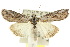  ( - 10ANIC-06399)  @15 [ ] CreativeCommons - Attribution (2010) CBG Photography Group Centre for Biodiversity Genomics