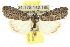  ( - 10ANIC-06400)  @15 [ ] CreativeCommons - Attribution (2010) CBG Photography Group Centre for Biodiversity Genomics