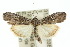  ( - 10ANIC-06401)  @14 [ ] CreativeCommons - Attribution (2010) CBG Photography Group Centre for Biodiversity Genomics