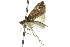  ( - 10ANIC-06409)  @13 [ ] CreativeCommons - Attribution (2010) CBG Photography Group Centre for Biodiversity Genomics