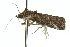  ( - 10ANIC-06410)  @14 [ ] CreativeCommons - Attribution (2010) CBG Photography Group Centre for Biodiversity Genomics