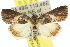  ( - 10ANIC-06411)  @15 [ ] CreativeCommons - Attribution (2010) CBG Photography Group Centre for Biodiversity Genomics