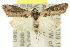  ( - 10ANIC-06412)  @15 [ ] CreativeCommons - Attribution (2010) CBG Photography Group Centre for Biodiversity Genomics
