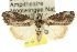  ( - 10ANIC-06413)  @15 [ ] CreativeCommons - Attribution (2010) CBG Photography Group Centre for Biodiversity Genomics