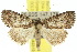  ( - 10ANIC-06419)  @14 [ ] CreativeCommons - Attribution (2010) CBG Photography Group Centre for Biodiversity Genomics