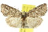  (Hypoprora tortuosa - 10ANIC-06420)  @15 [ ] CreativeCommons - Attribution (2010) CBG Photography Group Centre for Biodiversity Genomics
