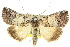  ( - 10ANIC-06425)  @15 [ ] CreativeCommons - Attribution (2010) CBG Photography Group Centre for Biodiversity Genomics