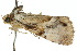  ( - 10ANIC-06428)  @13 [ ] CreativeCommons - Attribution (2010) CBG Photography Group Centre for Biodiversity Genomics