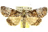  ( - 10ANIC-06429)  @15 [ ] CreativeCommons - Attribution (2010) CBG Photography Group Centre for Biodiversity Genomics
