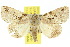  ( - 10ANIC-06434)  @15 [ ] CreativeCommons - Attribution (2010) CBG Photography Group Centre for Biodiversity Genomics