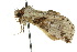  ( - 10ANIC-06435)  @13 [ ] CreativeCommons - Attribution (2010) CBG Photography Group Centre for Biodiversity Genomics