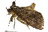  ( - 10ANIC-06445)  @12 [ ] CreativeCommons - Attribution (2010) CBG Photography Group Centre for Biodiversity Genomics
