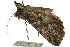  ( - 10ANIC-06446)  @12 [ ] CreativeCommons - Attribution (2010) CBG Photography Group Centre for Biodiversity Genomics