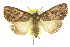  ( - 10ANIC-06448)  @14 [ ] CreativeCommons - Attribution (2010) CBG Photography Group Centre for Biodiversity Genomics