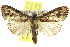  ( - 10ANIC-06453)  @15 [ ] CreativeCommons - Attribution (2010) CBG Photography Group Centre for Biodiversity Genomics