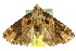  ( - 10ANIC-06457)  @14 [ ] CreativeCommons - Attribution (2010) CBG Photography Group Centre for Biodiversity Genomics