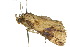  ( - 10ANIC-06459)  @13 [ ] CreativeCommons - Attribution (2010) CBG Photography Group Centre for Biodiversity Genomics