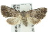  ( - 10ANIC-06462)  @14 [ ] CreativeCommons - Attribution (2010) CBG Photography Group Centre for Biodiversity Genomics