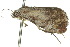  ( - 10ANIC-06463)  @13 [ ] CreativeCommons - Attribution (2010) CBG Photography Group Centre for Biodiversity Genomics