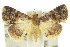  ( - 10ANIC-06468)  @15 [ ] CreativeCommons - Attribution (2010) CBG Photography Group Centre for Biodiversity Genomics