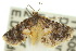  ( - 10ANIC-06469)  @13 [ ] CreativeCommons - Attribution (2010) CBG Photography Group Centre for Biodiversity Genomics