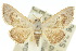  (Parasada - 10ANIC-06477)  @15 [ ] CreativeCommons - Attribution (2010) CBG Photography Group Centre for Biodiversity Genomics