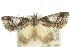  ( - 10ANIC-06483)  @15 [ ] CreativeCommons - Attribution (2010) CBG Photography Group Centre for Biodiversity Genomics