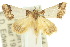  ( - 10ANIC-06514)  @14 [ ] CreativeCommons - Attribution (2010) CBG Photography Group Centre for Biodiversity Genomics