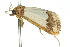  ( - 10ANIC-06515)  @13 [ ] CreativeCommons - Attribution (2010) CBG Photography Group Centre for Biodiversity Genomics