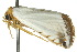  ( - 10ANIC-06523)  @14 [ ] CreativeCommons - Attribution (2010) CBG Photography Group Centre for Biodiversity Genomics