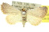  (Eublemma innocens - 10ANIC-06531)  @15 [ ] CreativeCommons - Attribution (2010) CBG Photography Group Centre for Biodiversity Genomics