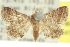  (Eublemma rufipuncta - 10ANIC-06538)  @14 [ ] CreativeCommons - Attribution (2010) CBG Photography Group Centre for Biodiversity Genomics