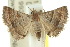  ( - 10ANIC-06540)  @14 [ ] CreativeCommons - Attribution (2010) CBG Photography Group Centre for Biodiversity Genomics